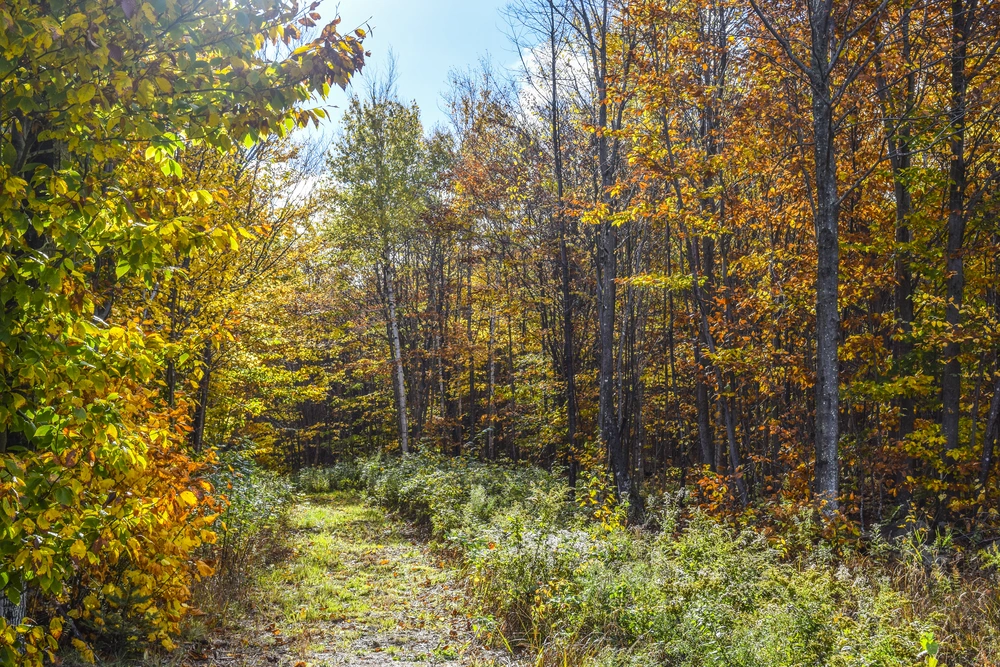 MAPLE loop trail