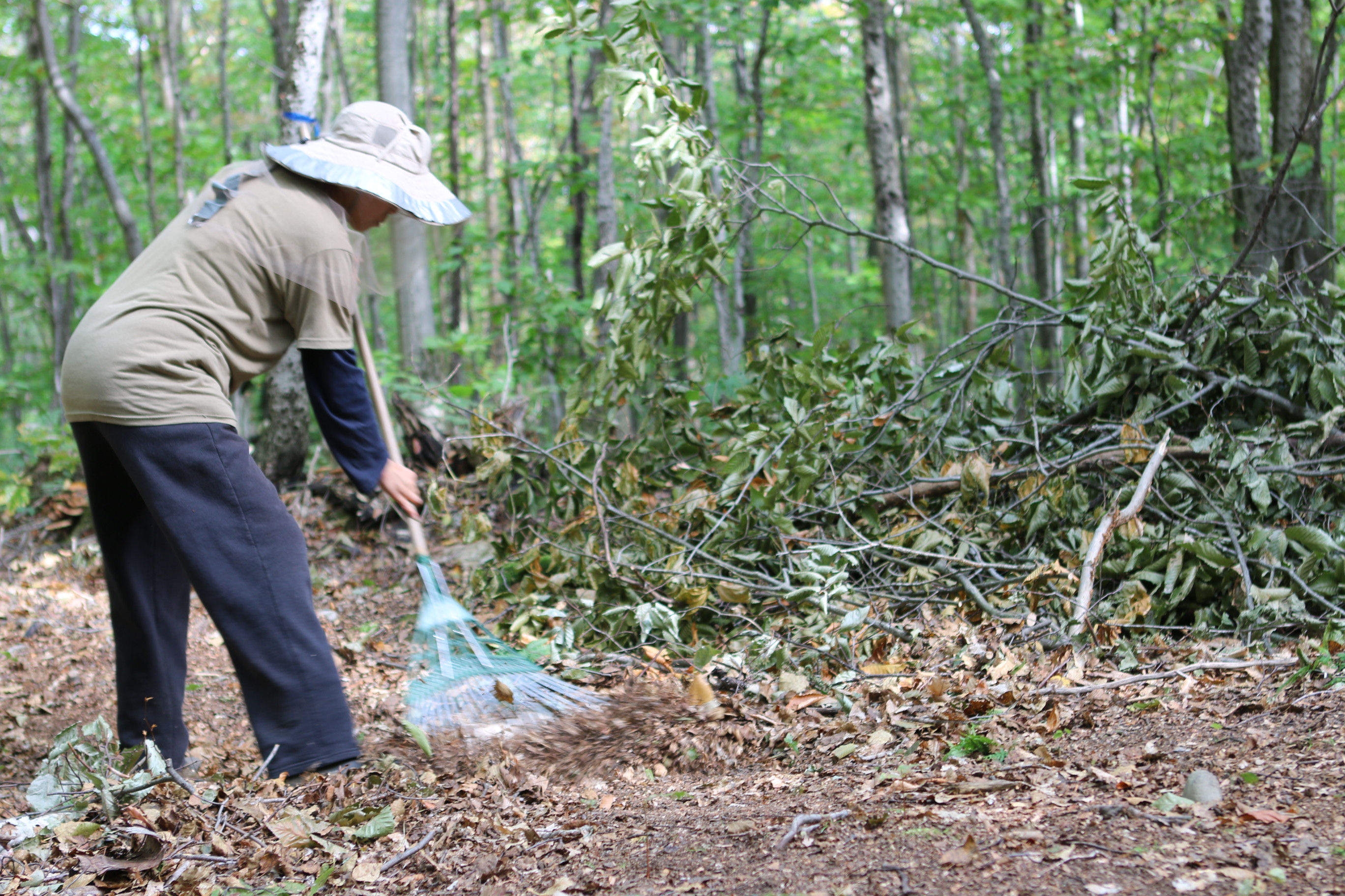 A resident raking leaves